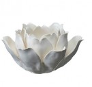 Sally lysestake rose utspredd thumbnail
