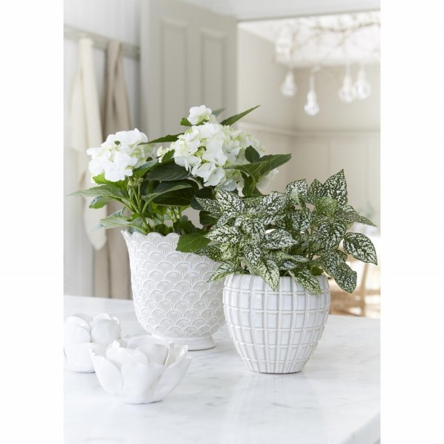Sally lysestake rose utspredd